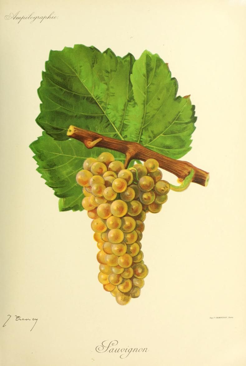 Sauvignon Ampélographie